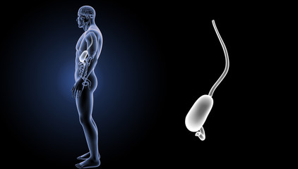 Stomach zoom with organs lateral view