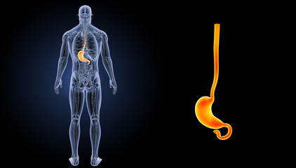 Stomach zoom with anatomy posterior view