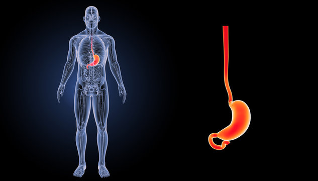 Stomach zoom with anatomy anterior view