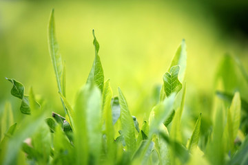 Young green leaves, springtime, growing grass.