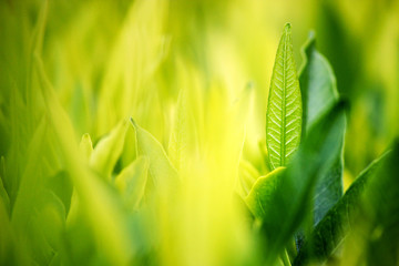 Young green leaves, springtime, growing grass.