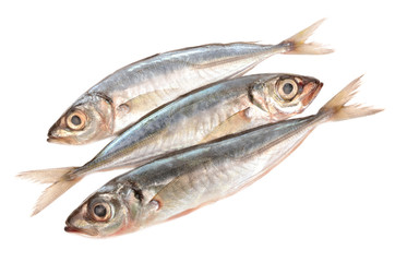 horse mackerel on a white background