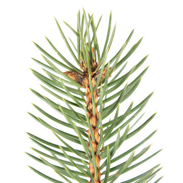 Fir-needle isolated on white background
