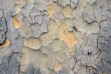 bark background texture