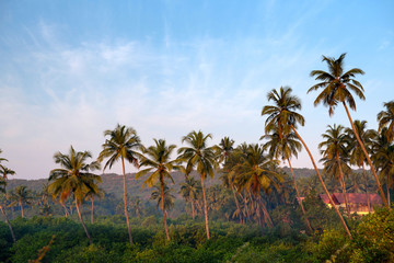Fototapeta na wymiar Landscape with palms