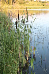 Камыш © stephanus_365