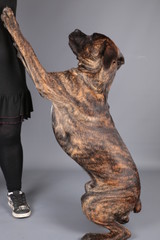 Obraz premium cane corso chien coquin qui joue avec sa maitresse