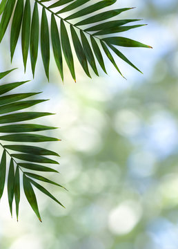 Tropical leaf palm tree on background of blur natural with space for text