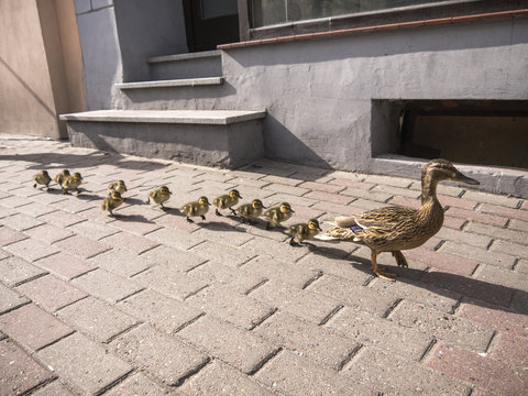 Duck mother is lost with her little baby ducks in the city on the street
