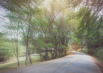 Obraz premium abstract curve asphalt road with tree sideway in forest.