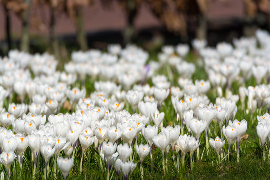 Fototapeta Group of first spring flowers - big white crocuses blossom outside close-up