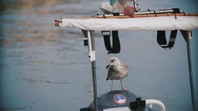 Sea gull sits on the engine of a boat