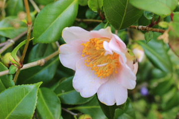 薄桃色の椿の花
