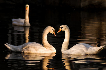 Fototapeta premium Swans in the water