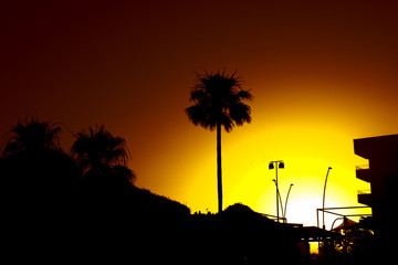 Palm Tree silhouette at sunset