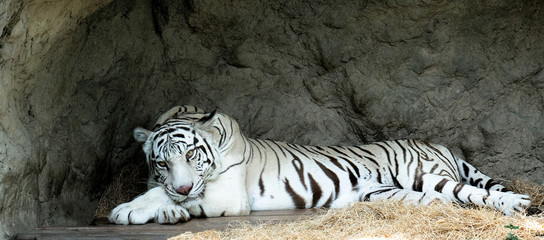 A young white tiger just woke up from sleeping, his face is very attractive.