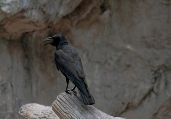 A crow is standing on the rock alone.