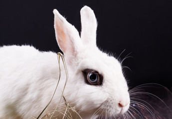 White rabbit with easter eggs