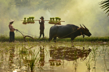 Rice farming with buffalo,thailand