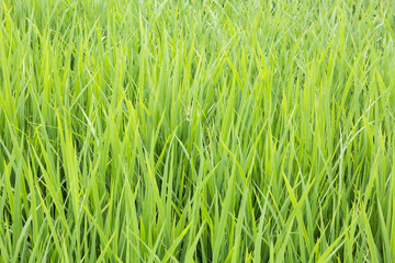 Green rice field background.