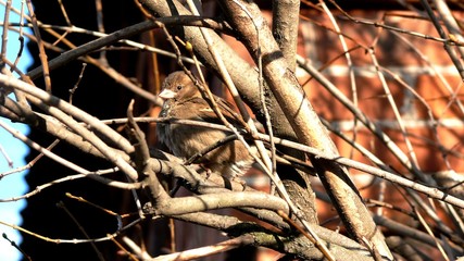 Sparrow on a branch