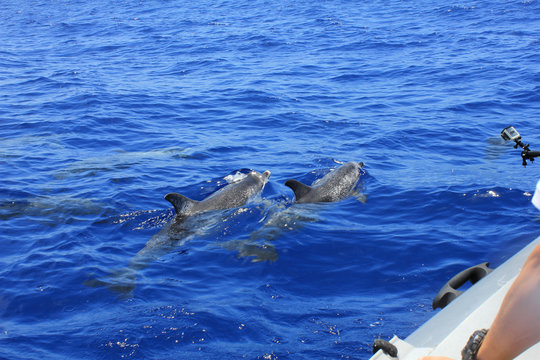 dolphins floating along the tourist cruise boat, photography jumping dolphins 