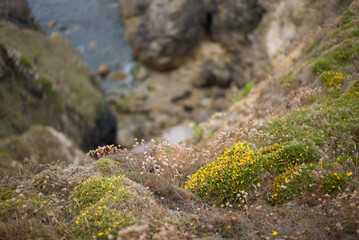 Bretagne Steilküste Heide