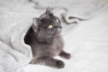 Gray fluffy cat lying on the sofa - 140491211