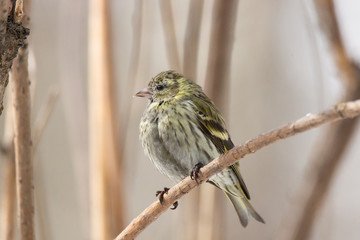 siskin in the snow