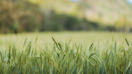 Green flower grass in a meadow blur background.