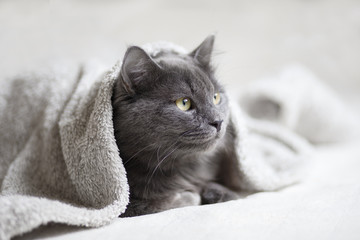 Gray fluffy cat lying on the sofa - 140492430
