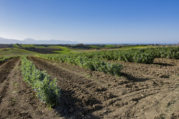 Fototapeta na wymiar Coltivazione delle fave, Sicilia