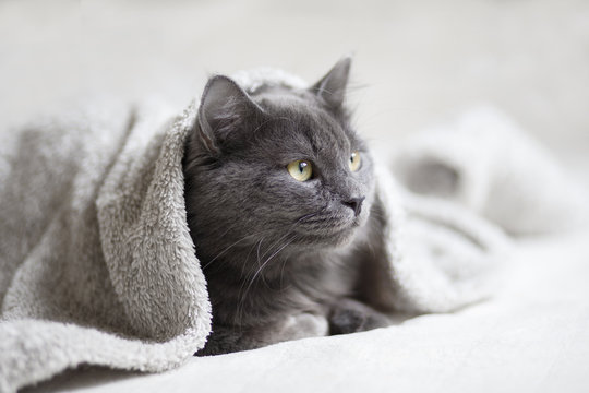 Gray fluffy cat lying on the sofa