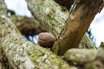 Detail of a walnut on the tree