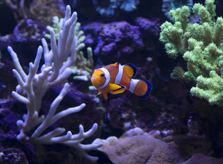 Оранжевая маленькая аквариумная рыбка.