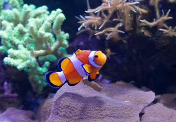 Fototapeta na wymiar Оранжевая маленькая аквариумная рыбка.
