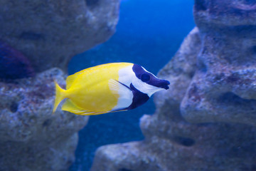Fototapeta na wymiar Желтая аквариумная рыбка