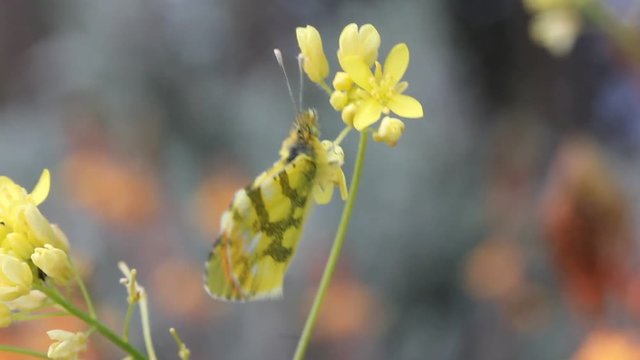 Gelber Aurorafalter auf Bl&uuml;te