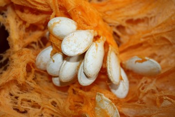 Orange garden pumpkin seeds close up, vegetable background