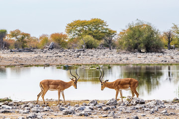 Two black-faced impala bulls staring at each other at Goas waterhole in Etosha national park, Namibia