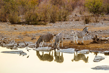 Fototapeta na wymiar Beautiful african landscape with zebras at Moringa waterhole at sunset. Etosha national park, Namibia.