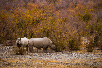 Two grazing Black Rhinos (Rhinoceros) in the bush of Etosha national park at sunset. Namibia, Africa.