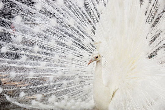 beautiful white male peacock spreads tail feathers