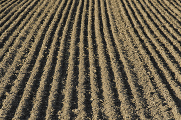 furrows sowing on a field