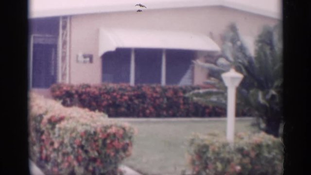 1959: a number of palm trees of various heights decorate a front lawn CALIFORNIA