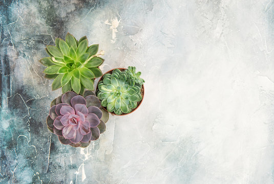 Floral flat lay Succulent plants stone background