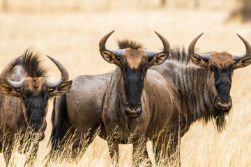 Portrait of a three blue wildebeests
