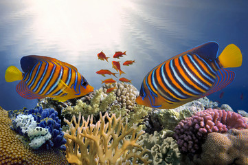 Obraz premium Underwater coral reef background