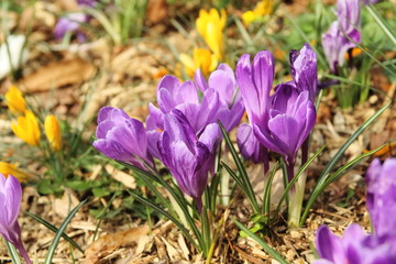 first spring flowers.