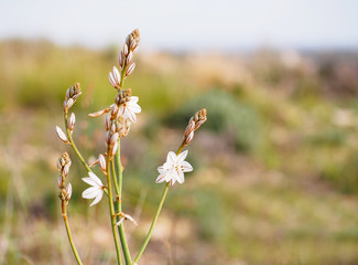 Flower white in the mountain